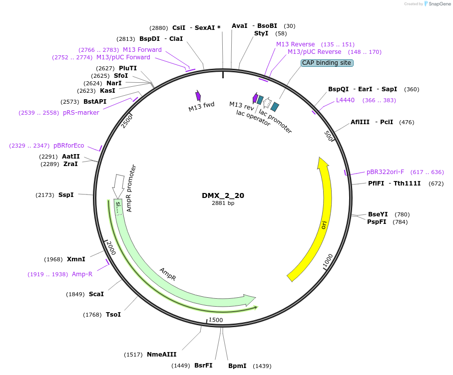 255204-plasmid-map-sequence-id-518440