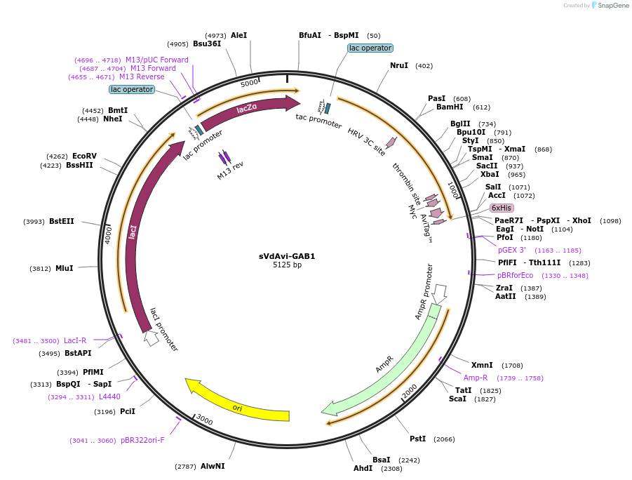 259390-plasmid-map-sequence-id-518442