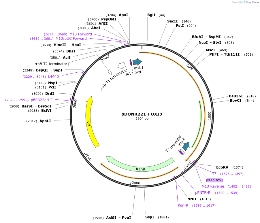 101518-plasmid-map-sequence-id-518507
