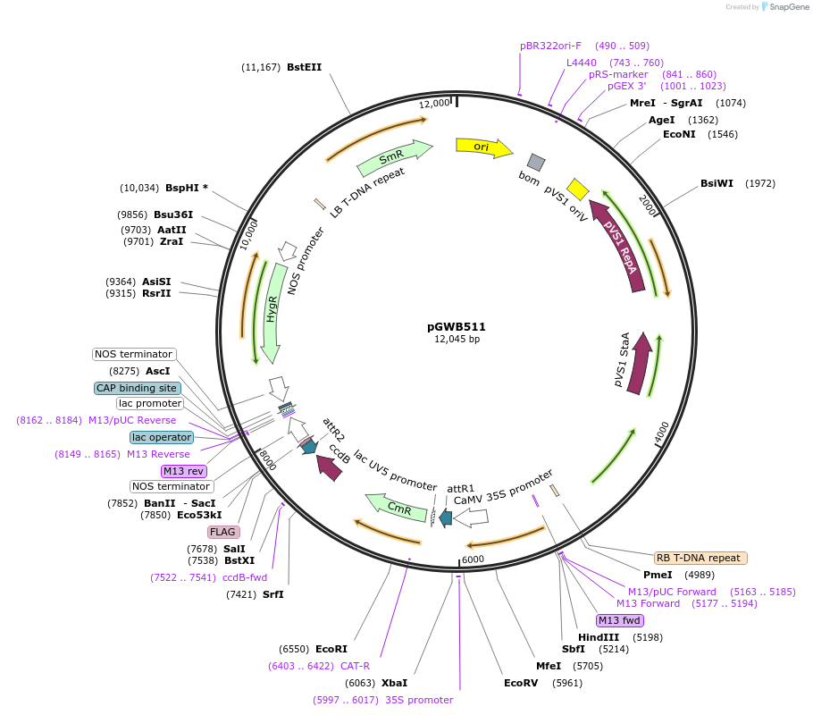 74853-plasmid-map-sequence-id-518509