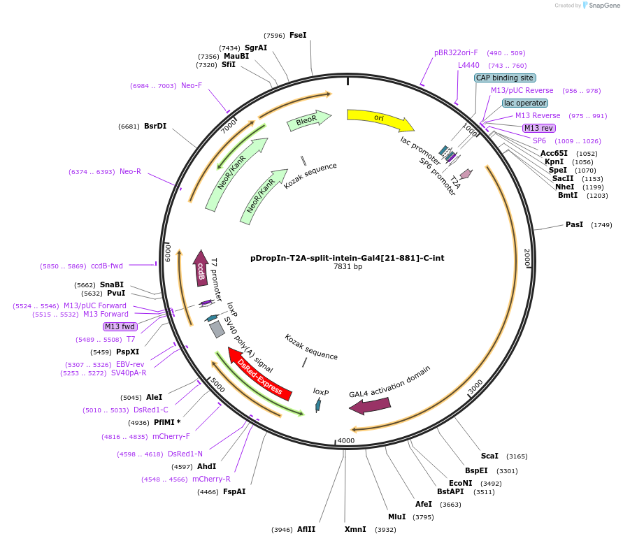 199196-plasmid-map-sequence-id-518515