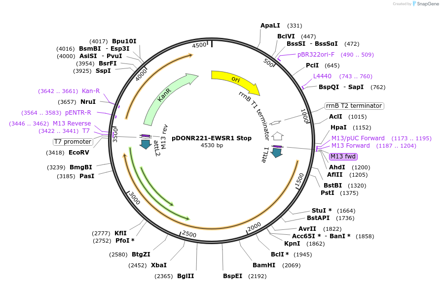 84887-plasmid-map-sequence-id-518518