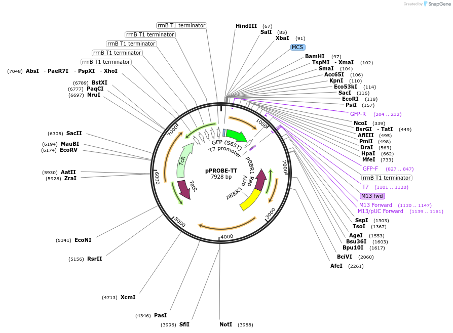 37822-plasmid-map-sequence-id-518519