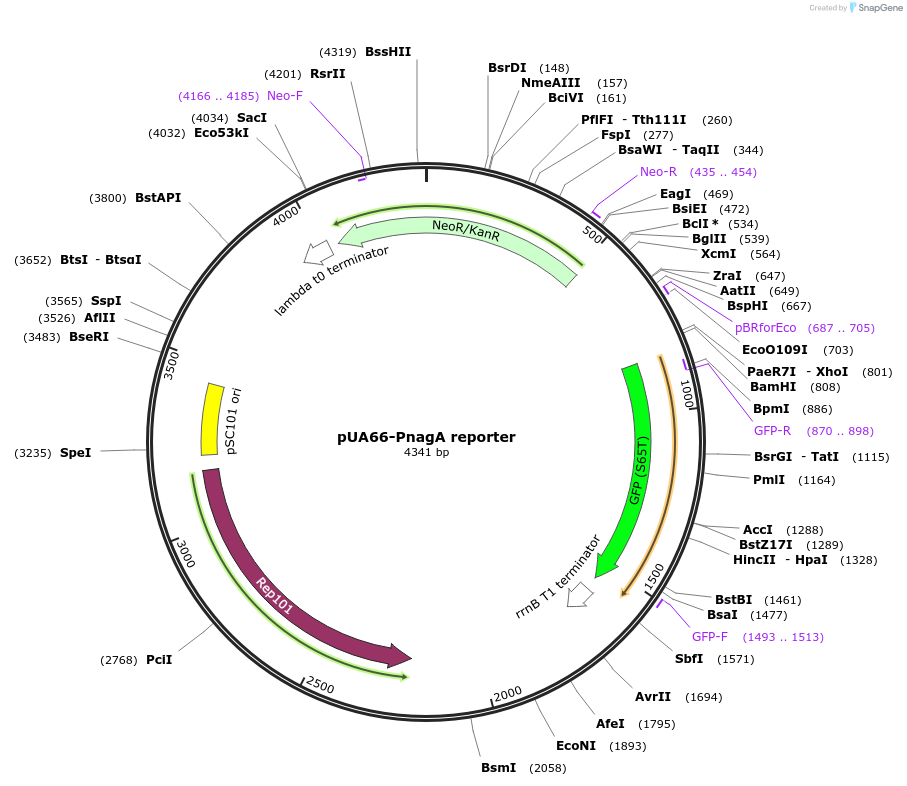 254869-plasmid-map-sequence-id-518525
