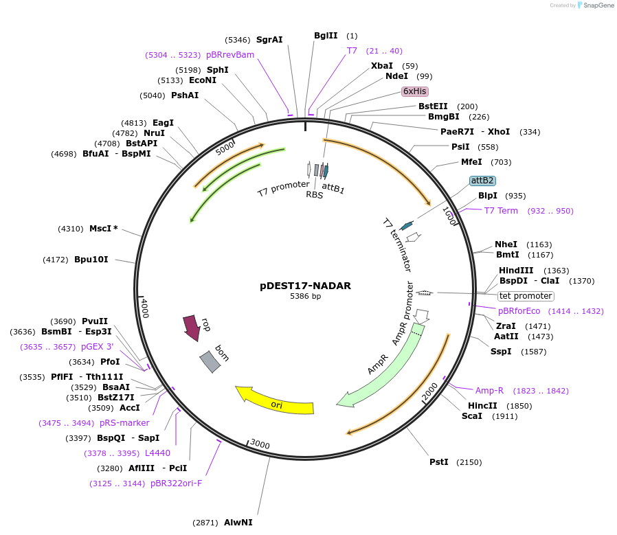 255743-plasmid-map-sequence-id-518544