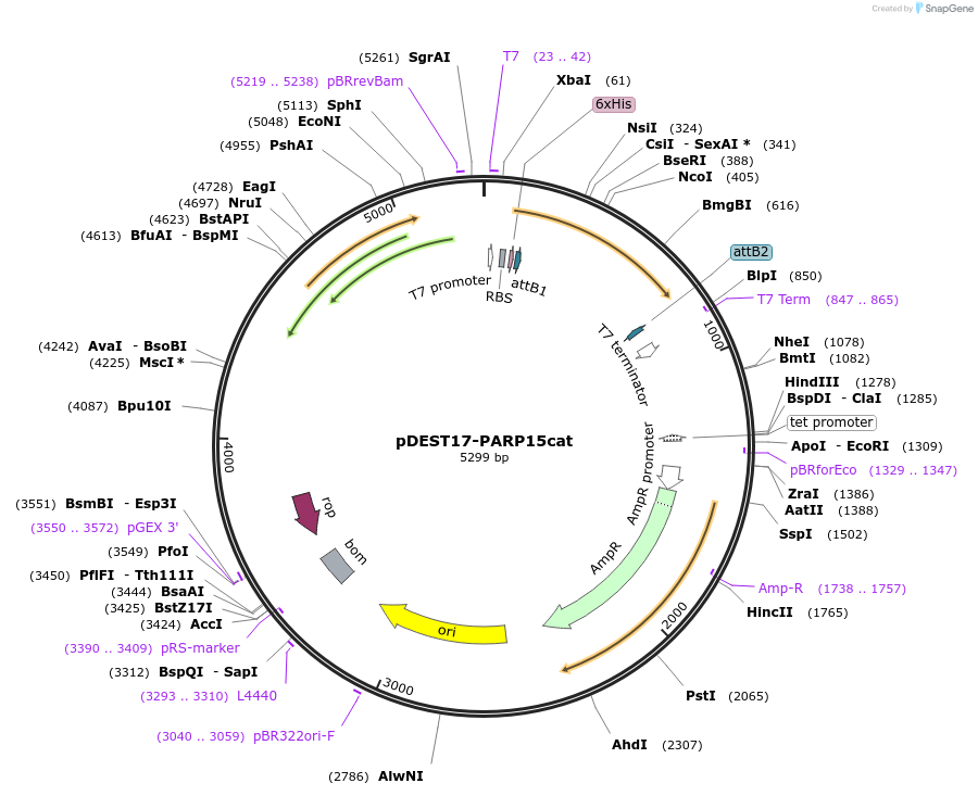 255744-plasmid-map-sequence-id-518545