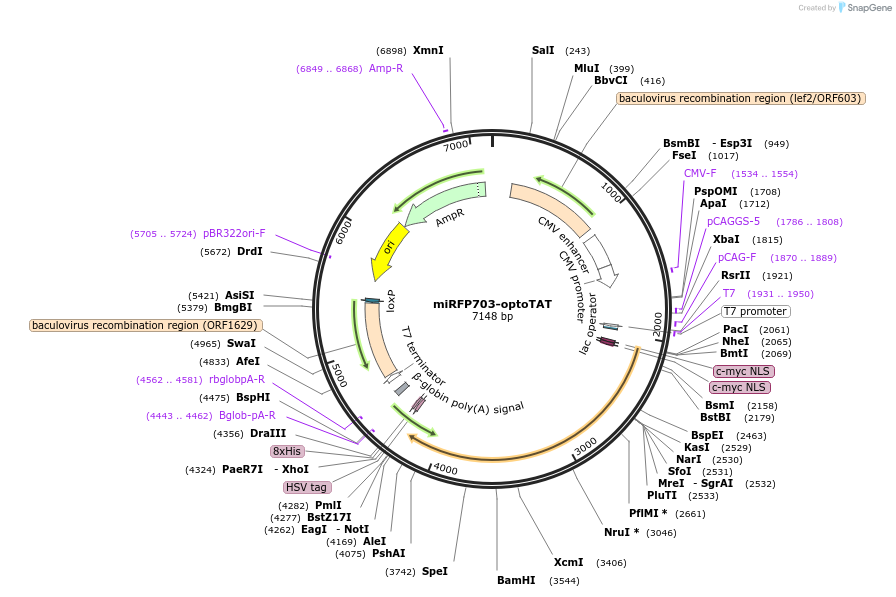 255924-plasmid-map-sequence-id-518547