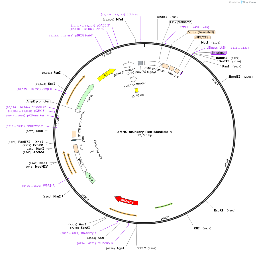 21228-plasmid-map-sequence-id-518600