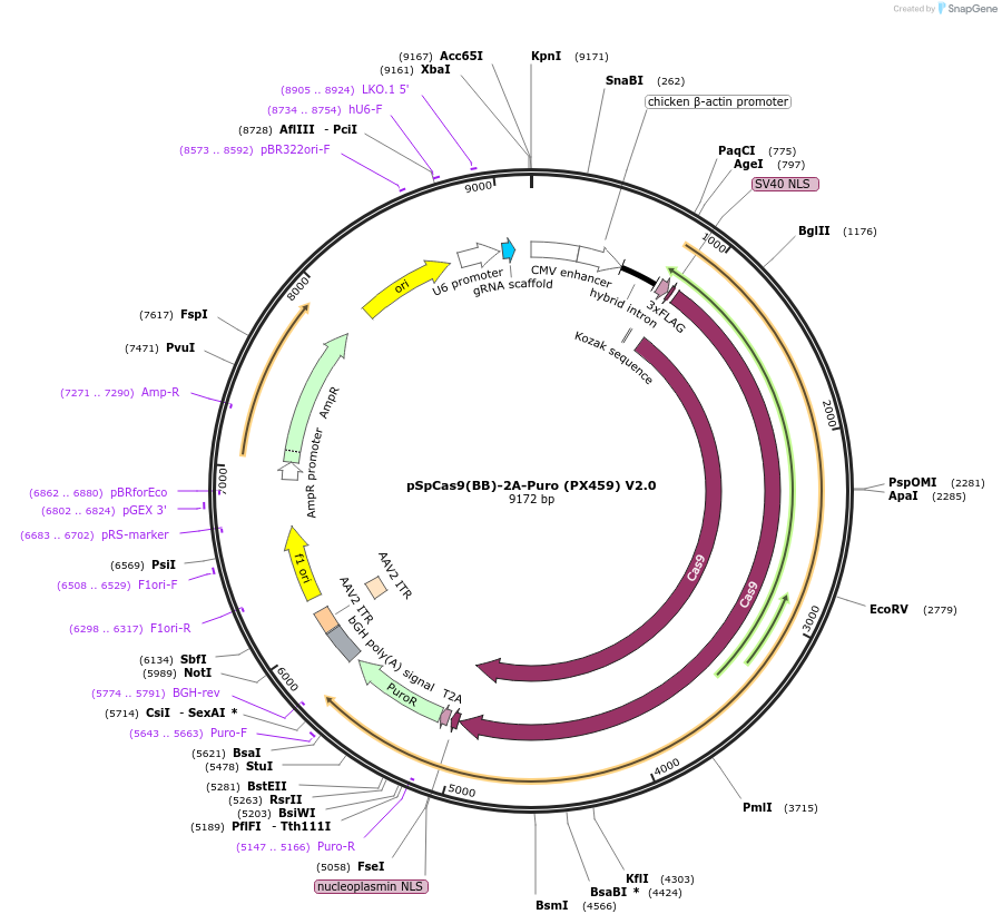 62988-plasmid-map-sequence-id-518638