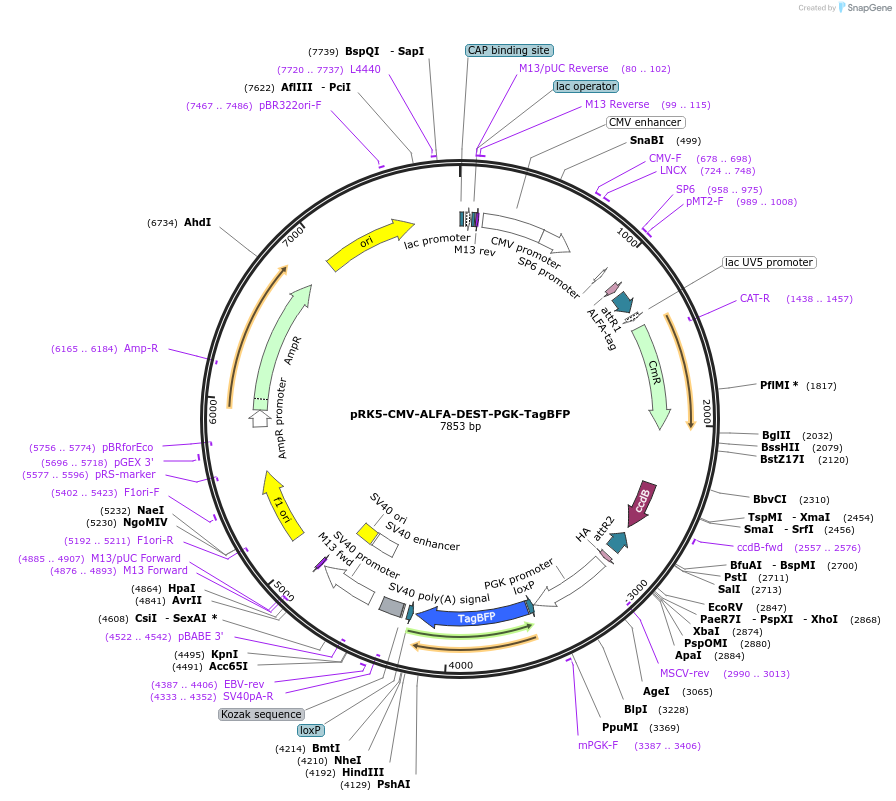 259768-plasmid-map-sequence-id-518688