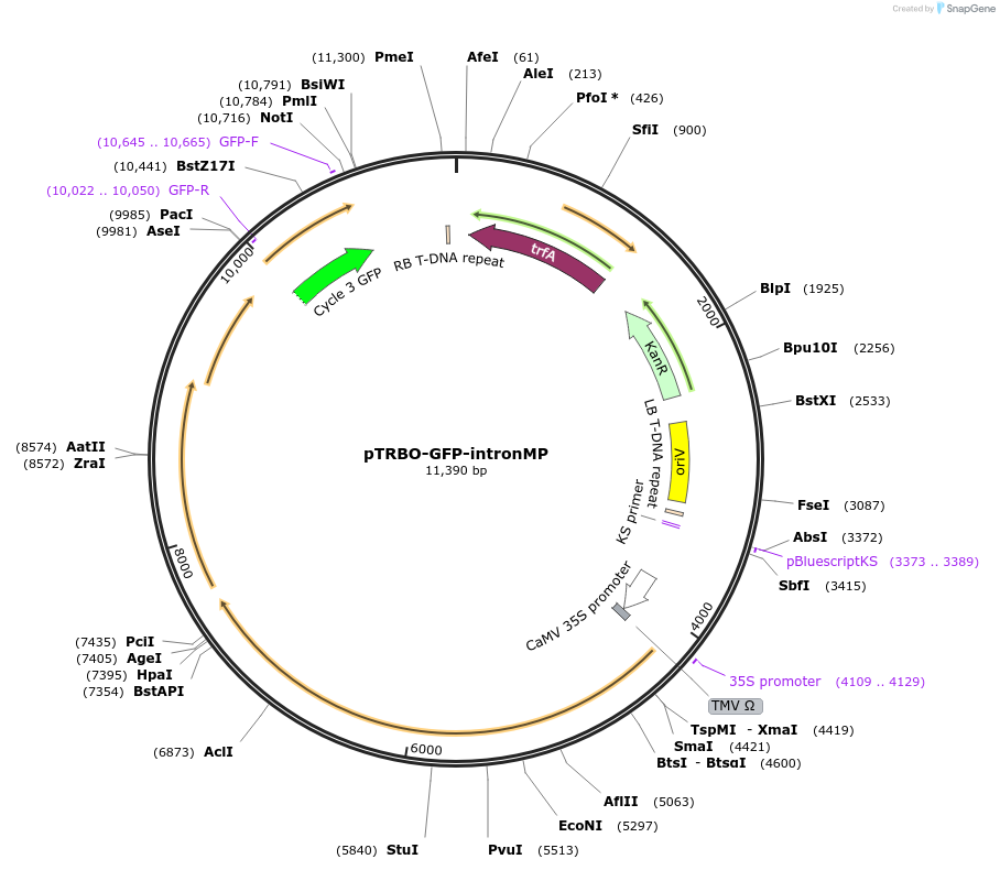 258521-plasmid-map-sequence-id-518692