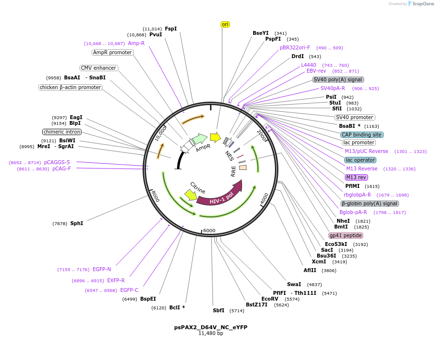 257940-plasmid-map-sequence-id-518694