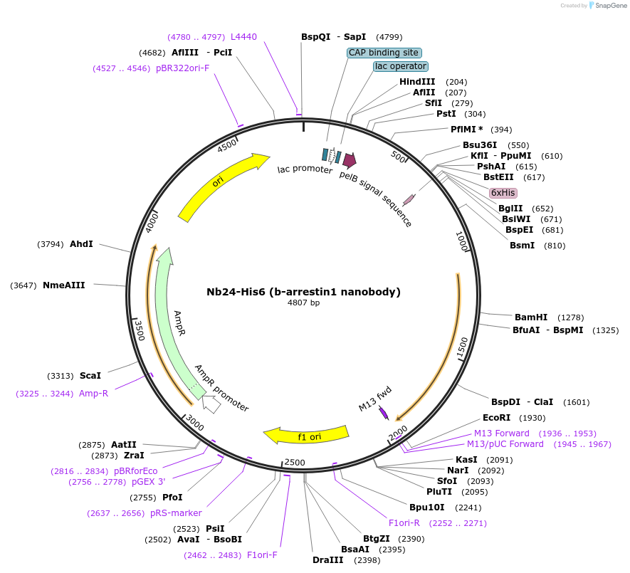 259692-plasmid-map-sequence-id-518748