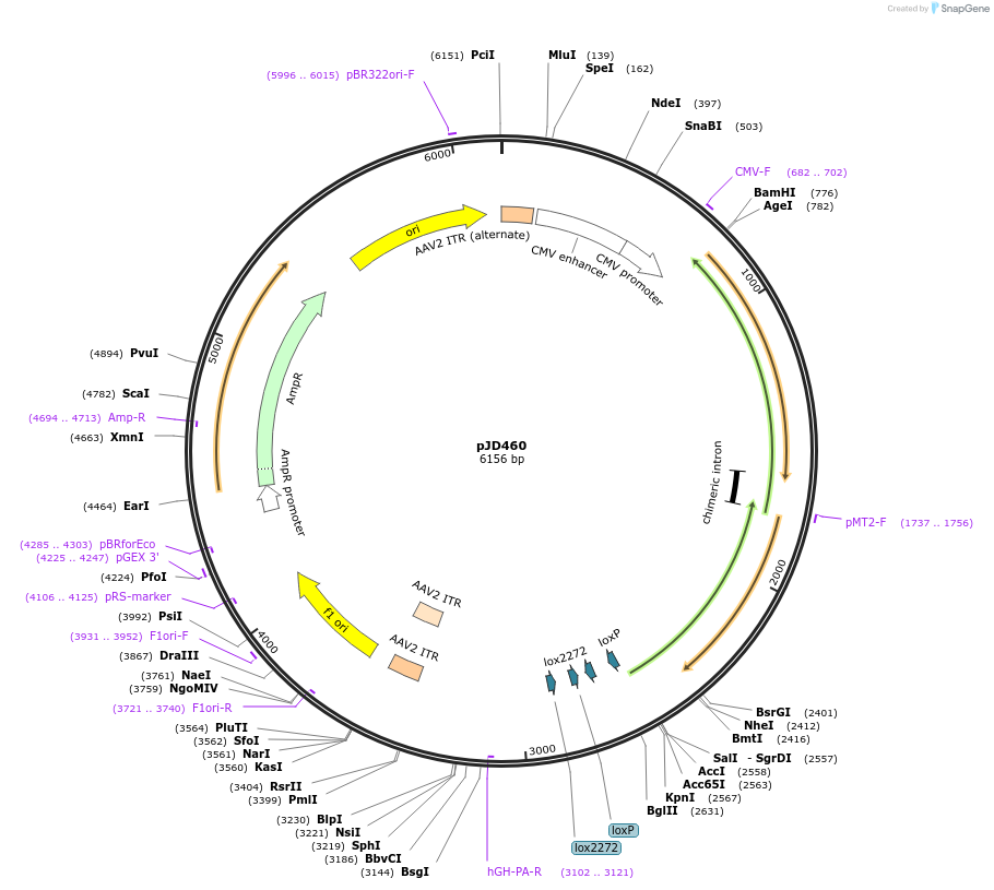 246006-plasmid-map-sequence-id-518762