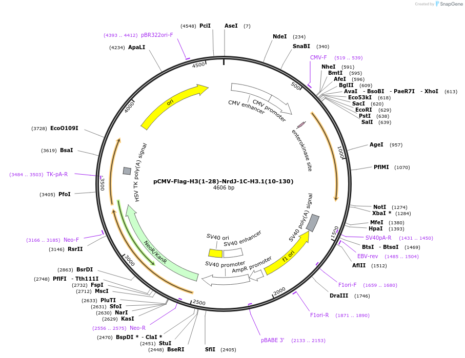 258599-plasmid-map-sequence-id-518765