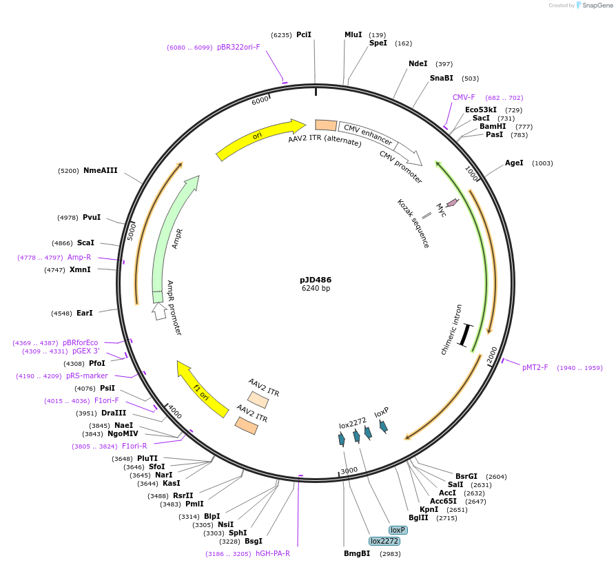 246005-plasmid-map-sequence-id-518766