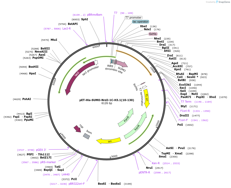 258598-plasmid-map-sequence-id-518767