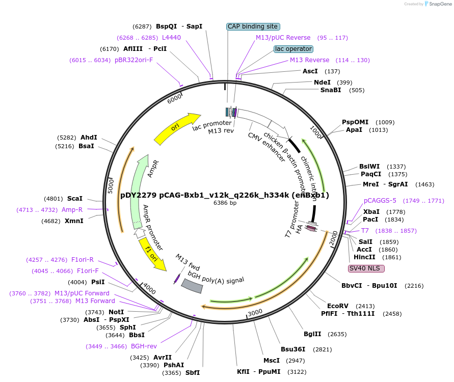 260030-plasmid-map-sequence-id-518771