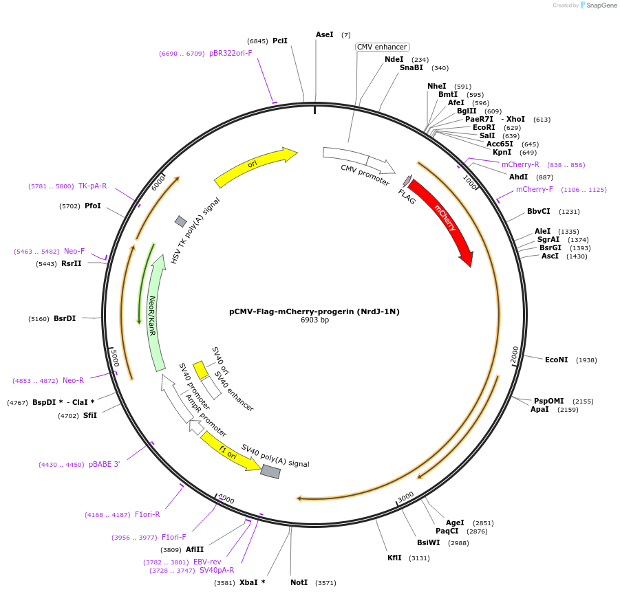258600-plasmid-map-sequence-id-518774
