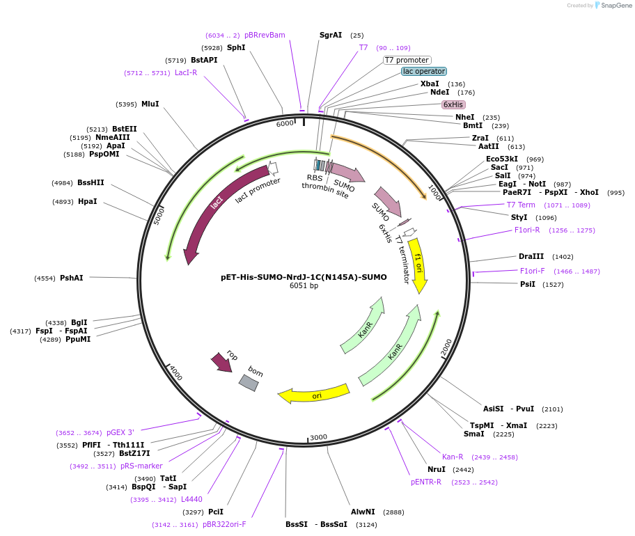 258594-plasmid-map-sequence-id-518777
