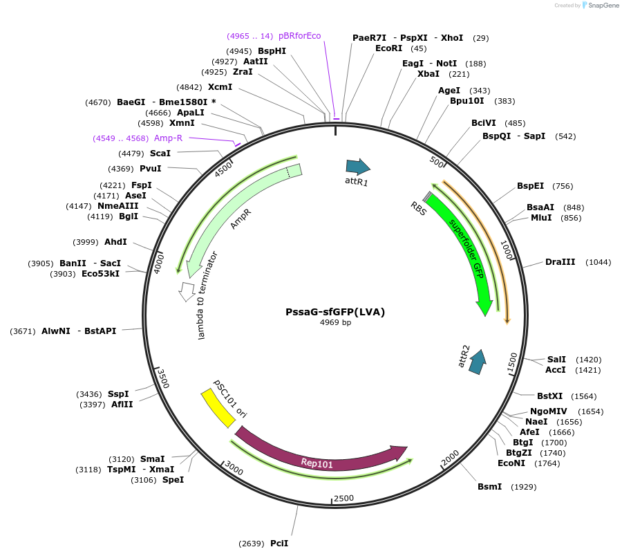 257839-plasmid-map-sequence-id-518779