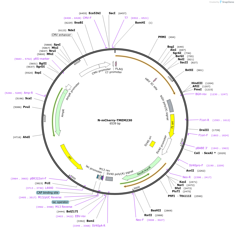 255856-plasmid-map-sequence-id-518781
