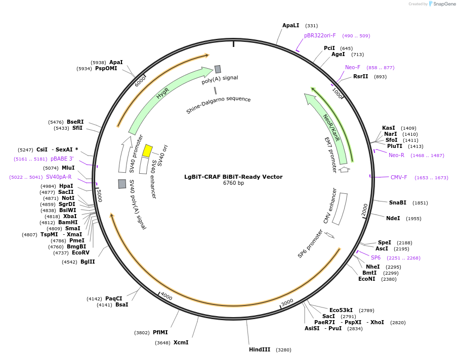 238758-plasmid-map-sequence-id-518807