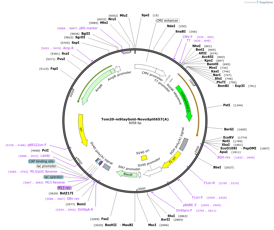 255881-plasmid-map-sequence-id-518855