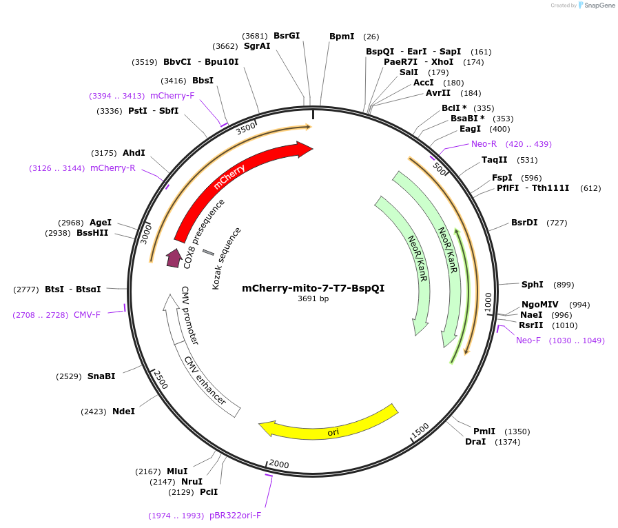 255258-plasmid-map-sequence-id-518856