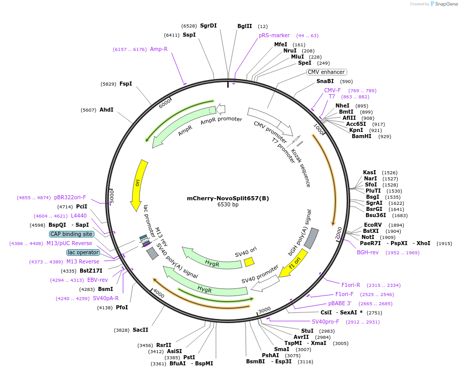 255882-plasmid-map-sequence-id-518859
