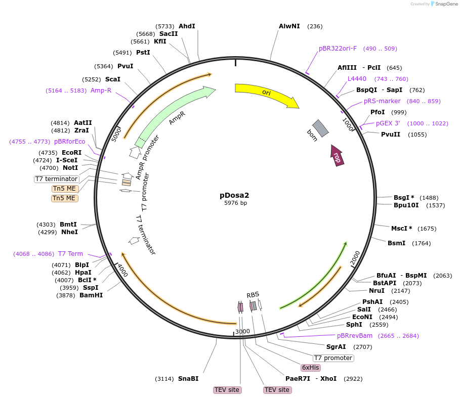 260656-plasmid-map-sequence-id-518995