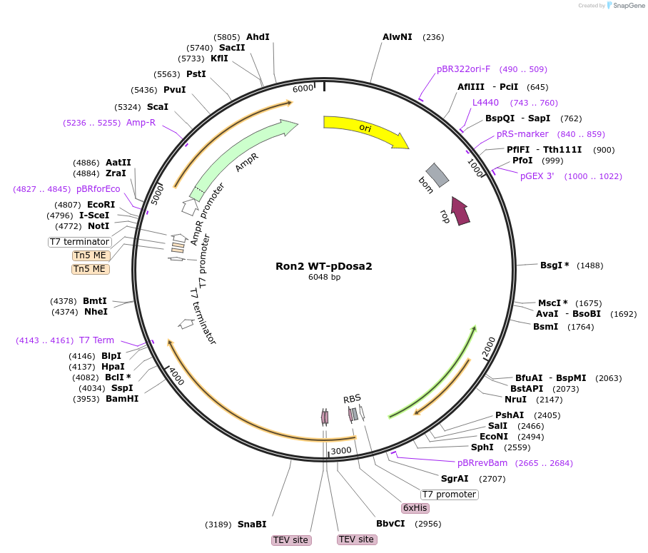 260658-plasmid-map-sequence-id-518996