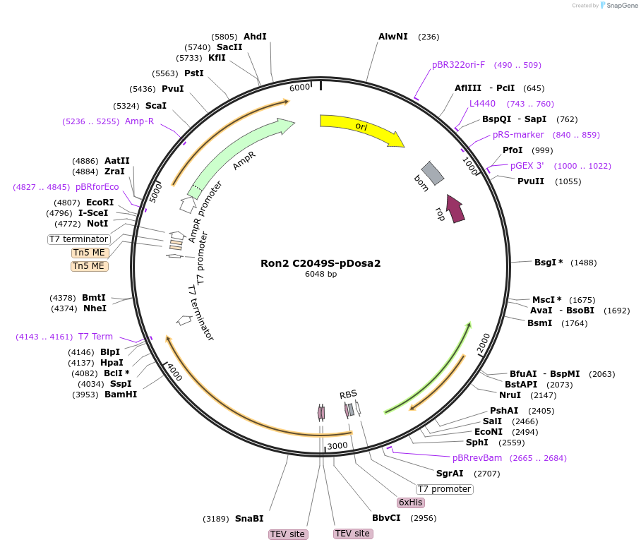260659-plasmid-map-sequence-id-518997