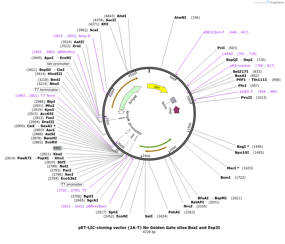 260643-plasmid-map-sequence-id-519001