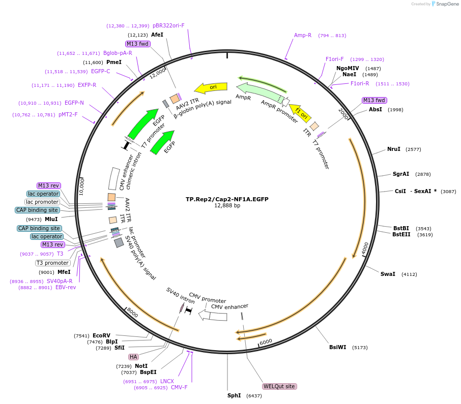 260796-plasmid-map-sequence-id-519007
