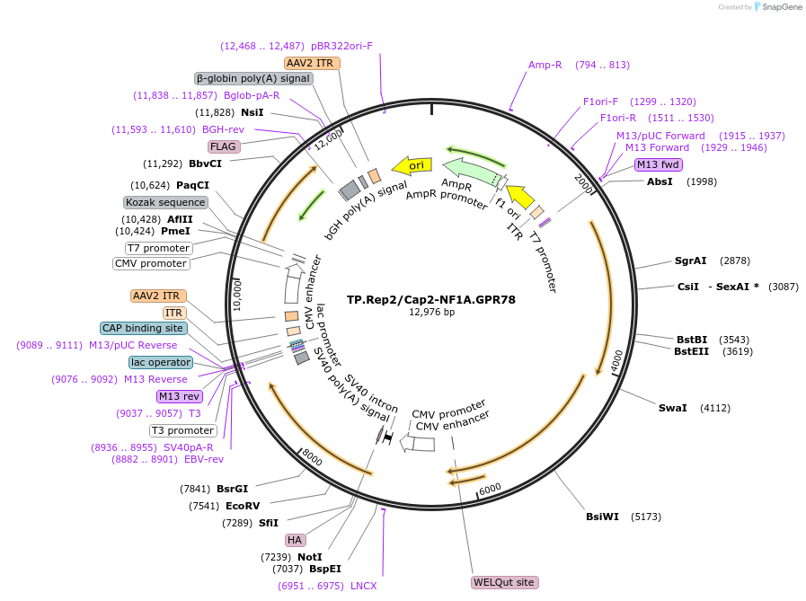 260798-plasmid-map-sequence-id-519008