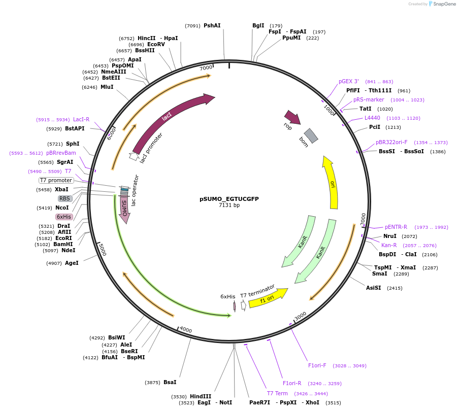260353-plasmid-map-sequence-id-519010