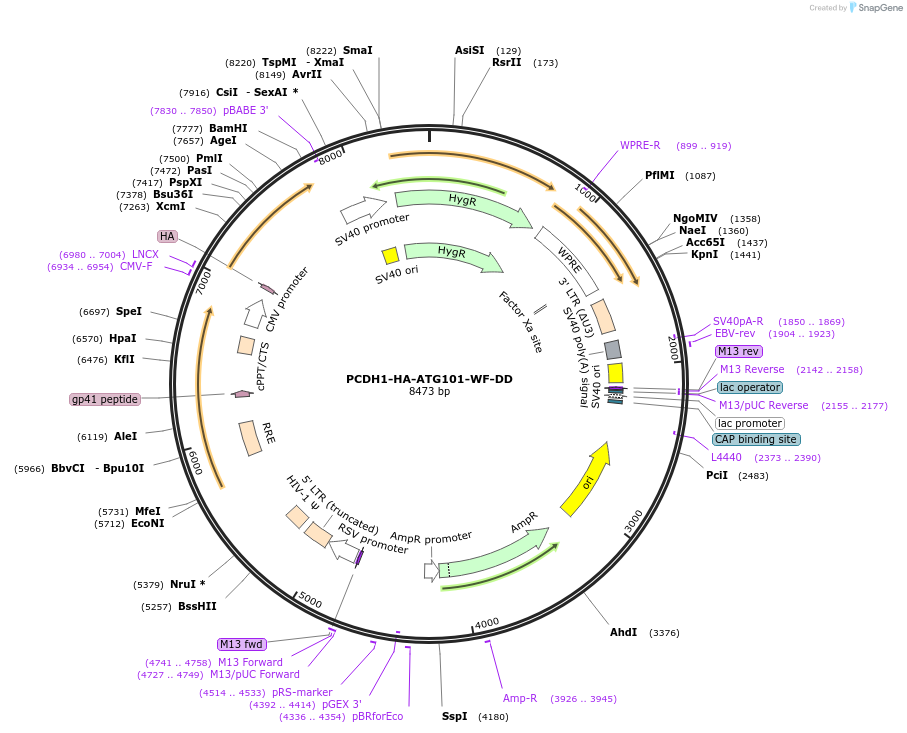257244-plasmid-map-sequence-id-519016