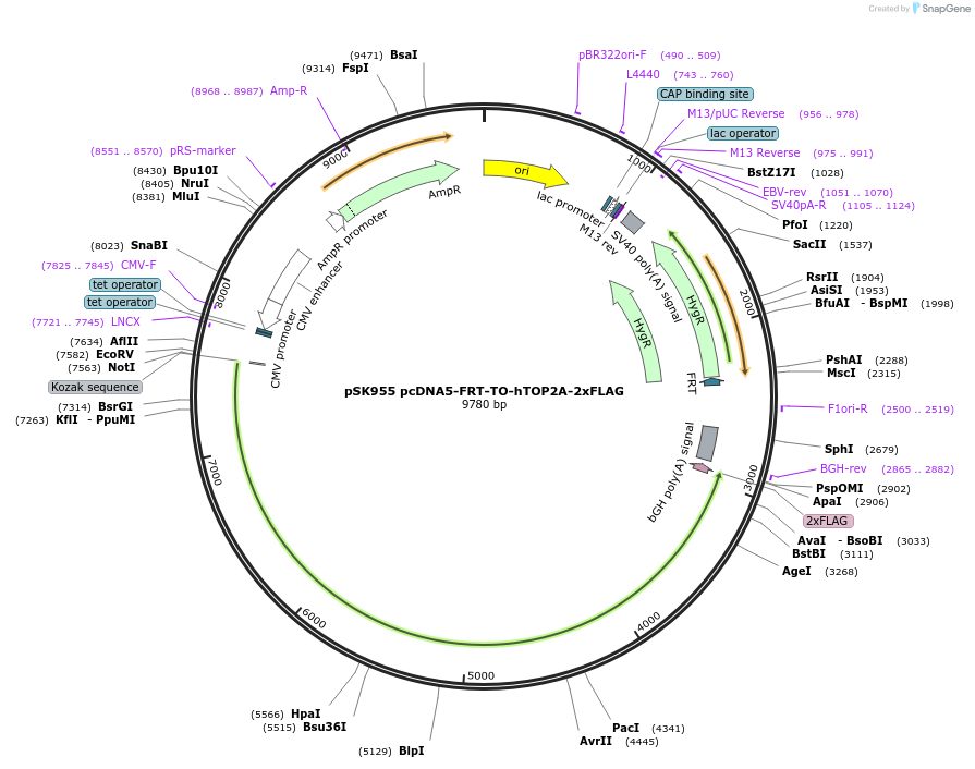 260231-plasmid-map-sequence-id-519017