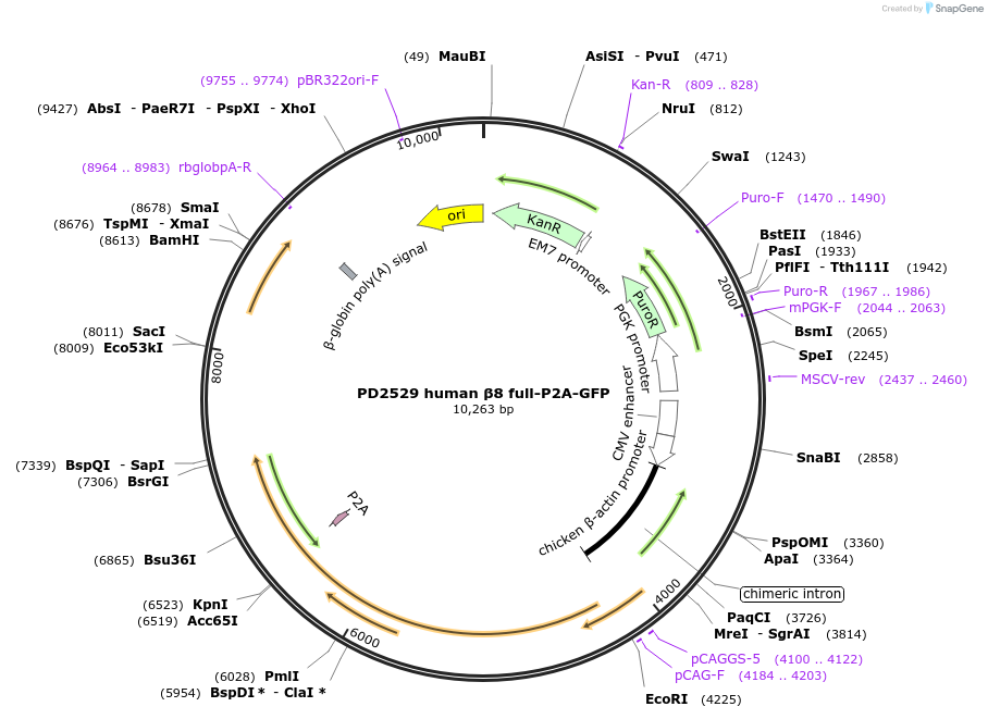 260943-plasmid-map-sequence-id-519021