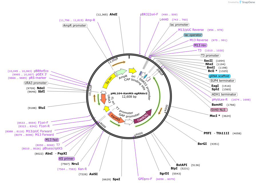254712-plasmid-map-sequence-id-519023