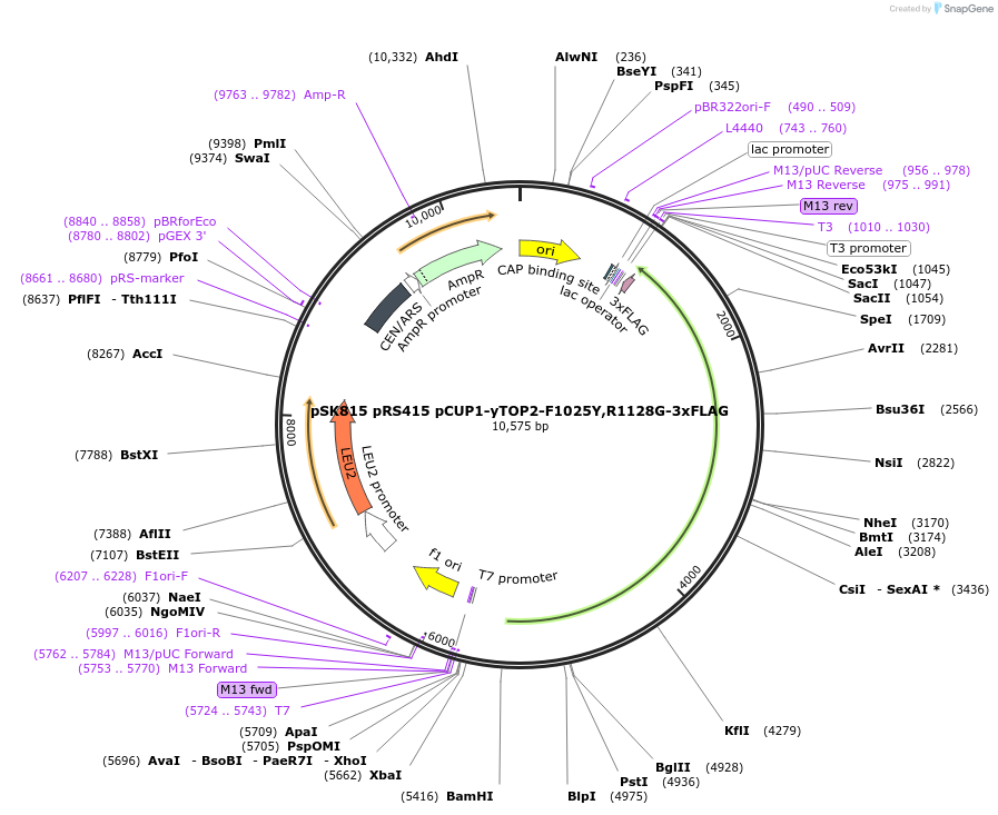 260230-plasmid-map-sequence-id-519029