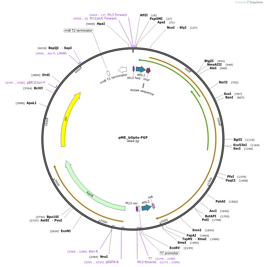 260612-plasmid-map-sequence-id-519034