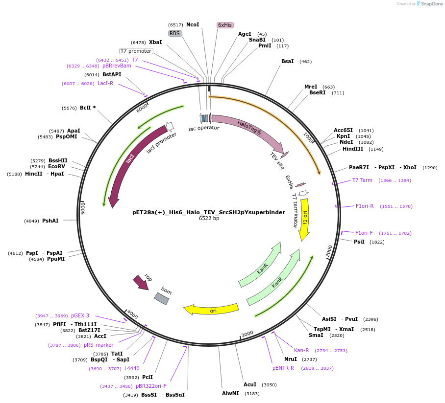 260541-plasmid-map-sequence-id-519036