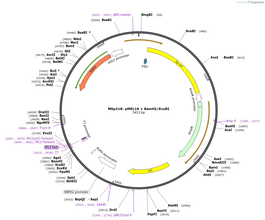 227698-plasmid-map-sequence-id-519046