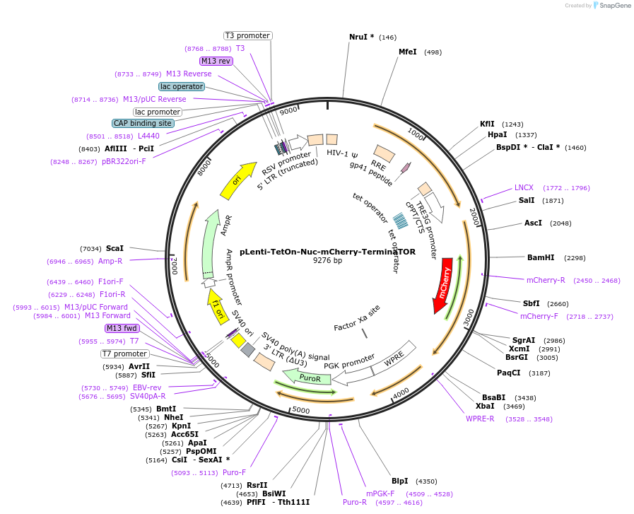 260304-plasmid-map-sequence-id-519049
