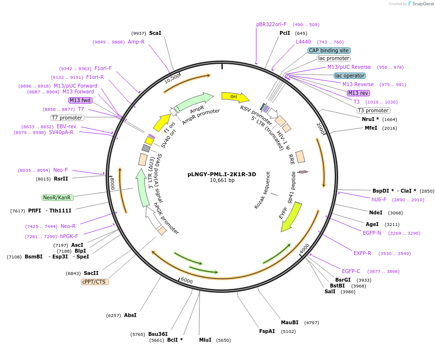 260897-plasmid-map-sequence-id-519051