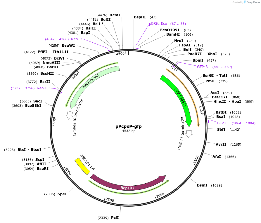 258832-plasmid-map-sequence-id-519095