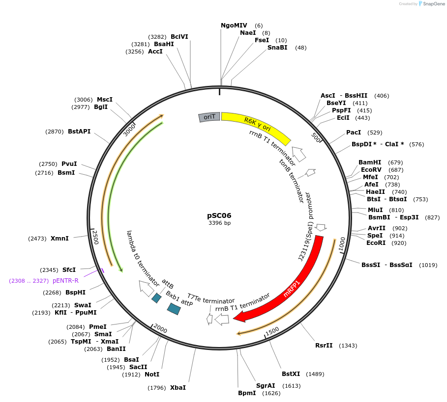 251508-plasmid-map-sequence-id-519184