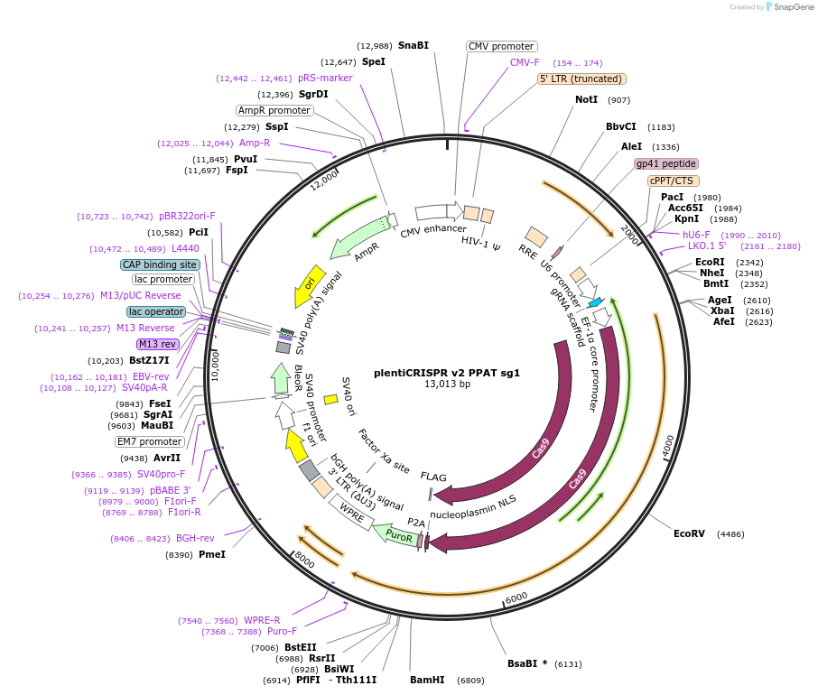258073-plasmid-map-sequence-id-519212